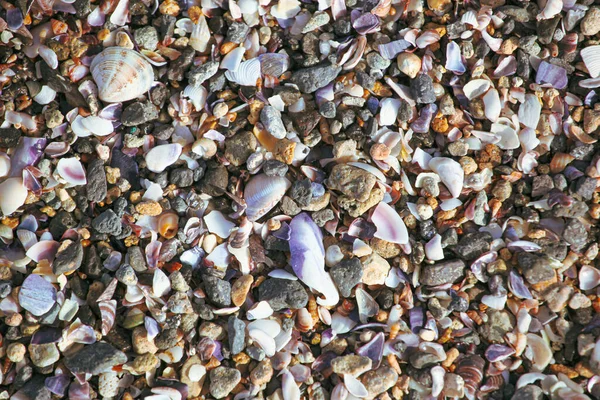 Изображение Seashells Beach — стоковое фото