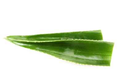 Aloe Vera Beyaz Arkaplanda