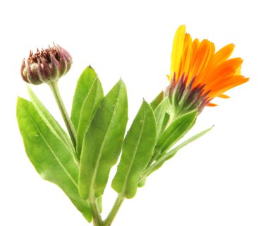 Beyaz arka planda güzel açan sarı kadife çiçeği. Calendula Officinalis.