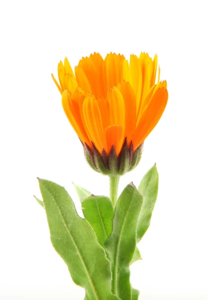 Gyönyörű Virágzó Sárga Marigold Fehér Háttérrel Calendula Officinalis Faj — Stock Fotó