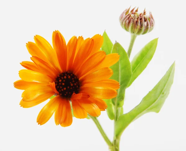 Beautiful Blossoming Yellow Marigold White Background Calendula Officinalis — Stock Photo, Image