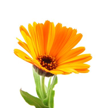 Beyaz arka planda güzel açan sarı kadife çiçeği. Calendula Officinalis.