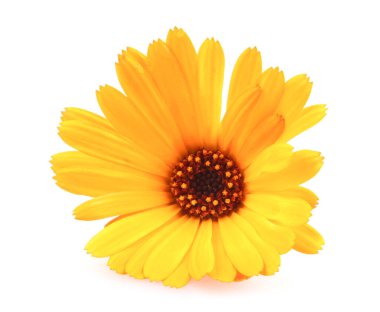 Güzel çiçekli sarı kadife çiçeği beyaz arka planda izole edilmiş. Calendula Officinalis.