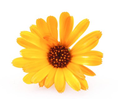 Güzel çiçekli sarı kadife çiçeği beyaz arka planda izole edilmiş. Calendula Officinalis.