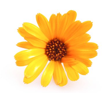 Güzel çiçekli sarı kadife çiçeği beyaz arka planda izole edilmiş. Calendula Officinalis.