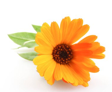 Güzel çiçekli sarı kadife çiçeği beyaz arka planda izole edilmiş. Calendula Officinalis.