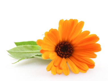 Güzel çiçekli sarı kadife çiçeği beyaz arka planda izole edilmiş. Calendula Officinalis.
