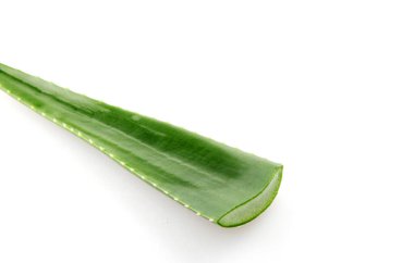 aloe vera bitkisi beyaz arkaplanda izole.