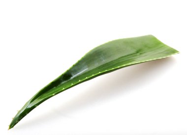 aloe vera bitkisi beyaz arkaplanda izole.