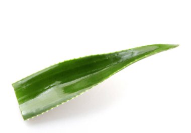 aloe vera bitkisi beyaz arkaplanda izole.