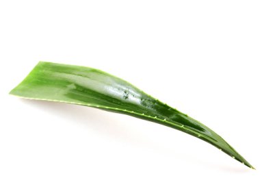 aloe vera bitkisi beyaz arkaplanda izole.