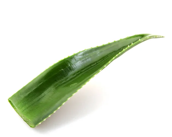 Aloe Vera Bitkisi Beyaz Arkaplanda Izole — Stok fotoğraf