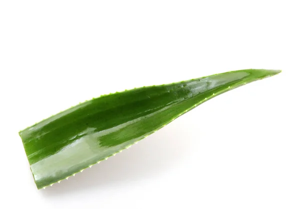 Tumbuhan Vera Aloe Terisolasi Latar Belakang Putih — Stok Foto