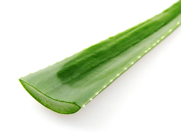 Aloe Vera Növény Elszigetelt Fehér Alapon Stock Kép