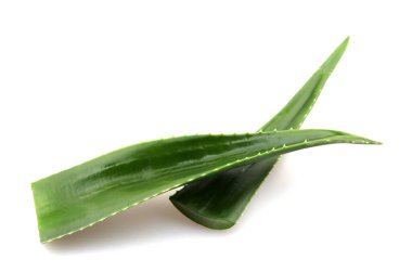 aloe vera bitkisi beyaz arkaplanda izole.