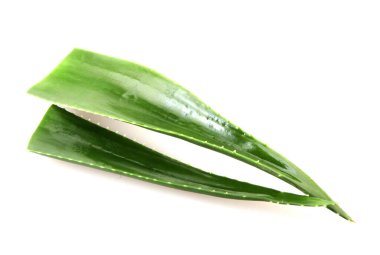 aloe vera bitkisi beyaz arkaplanda izole.