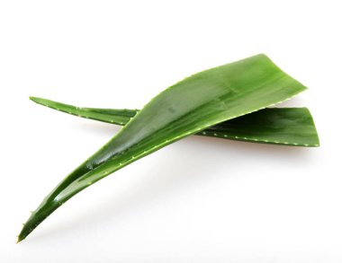 aloe vera bitkisi beyaz arkaplanda izole.