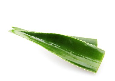 aloe vera bitkisi beyaz arkaplanda izole.