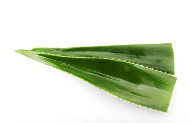 aloe vera bitkisi beyaz arkaplanda izole.