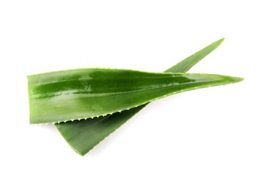 aloe vera bitkisi beyaz arkaplanda izole.