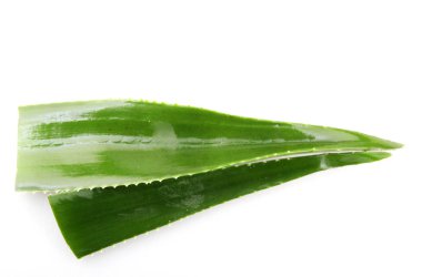 aloe vera bitkisi beyaz arkaplanda izole.