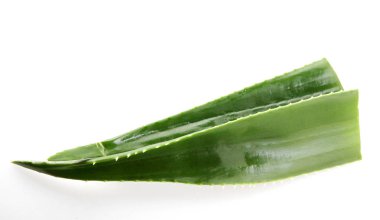 aloe vera bitkisi beyaz arkaplanda izole.