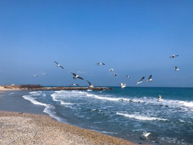 Mavi Deniz 'in üzerinde uçan bir deniz kuşu sürüsü.