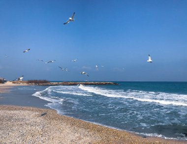 Mavi Deniz 'in üzerinde uçan bir deniz kuşu sürüsü.