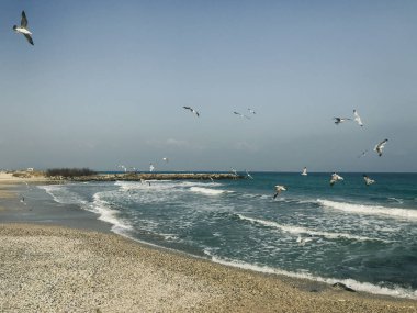 Mavi Deniz 'in üzerinde uçan bir deniz kuşu sürüsü.