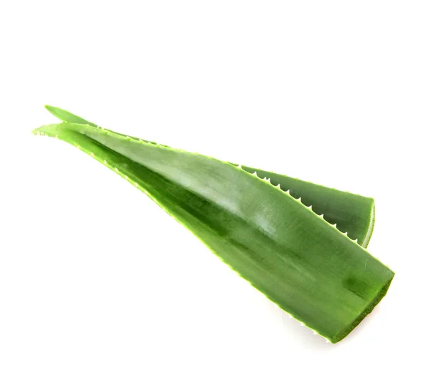 Aloe Vera Anläggning Isolerad Vit Bakgrund — Stockfoto