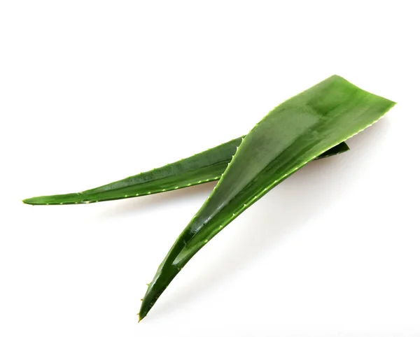Tumbuhan Vera Aloe Terisolasi Latar Belakang Putih — Stok Foto