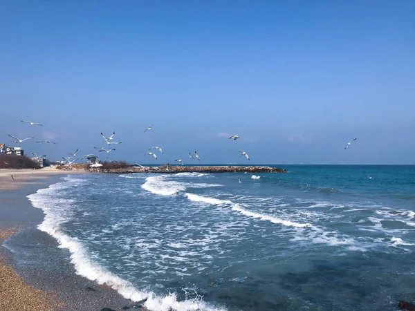 Flock Seabirds Fly Blue Sea — Stok Foto