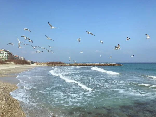 Стая Морских Птиц Пролетает Над Синим Морем — стоковое фото