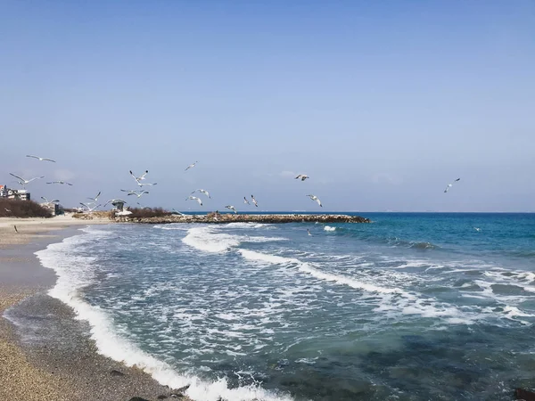 Ein Schwarm Seevögel Fliegt Über Das Blaue Meer — Stockfoto