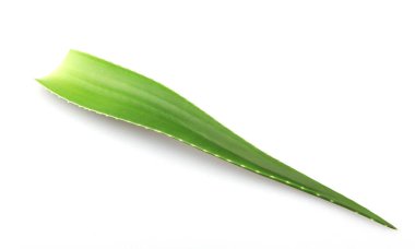 Aloe vera bitkisi beyaz arka planda izole edilmiş. Aloe vera, Aloe cinsinin sulu bir bitki türüdür. Tarım ve tıbbi kullanım için yetiştirilir.