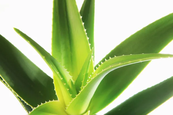 Aloe Vera Tanaman Terisolasi Pada Latar Belakang Putih Aloe Vera — Stok Foto