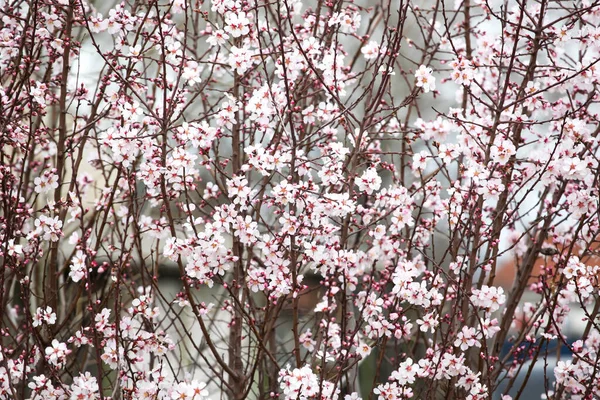 Immagine Sfondo Fiore Primavera — Foto Stock