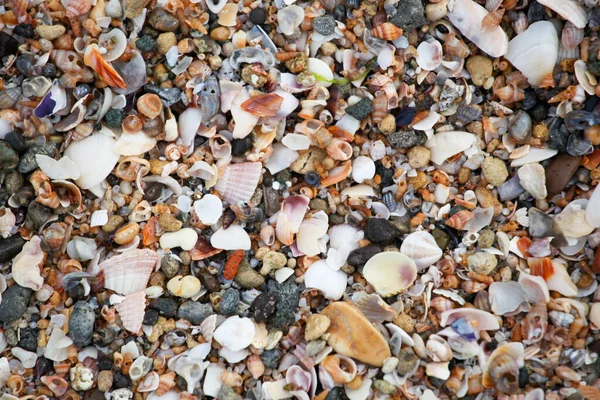 Photo Sea Shells Background — Stock Photo, Image