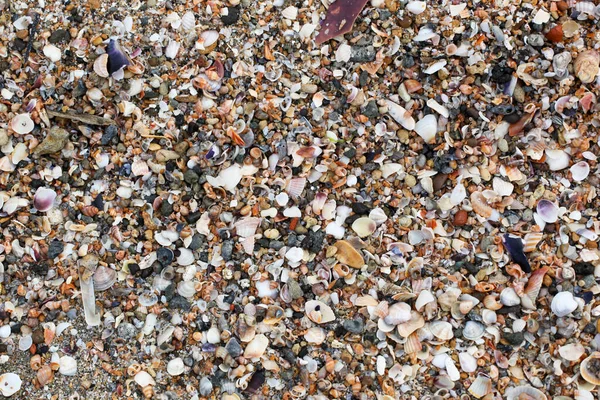 Photo Sea Shells Background — Stock Photo, Image