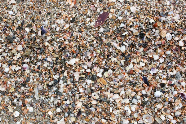 Photo Sea Shells Background — Stock Photo, Image