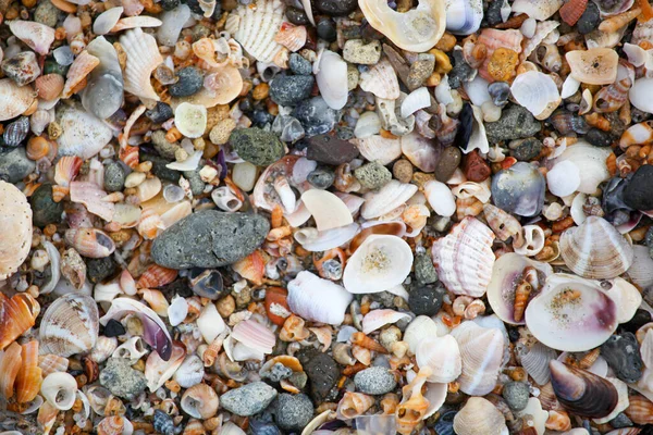 Photo Sea Shells Background — Stock Photo, Image