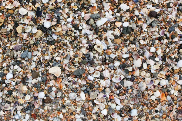 Photo Sea Shells Background — Stock Photo, Image