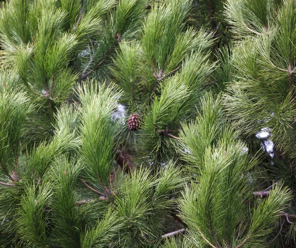 Close Van Heldergroene Dennenboomtakken — Stockfoto