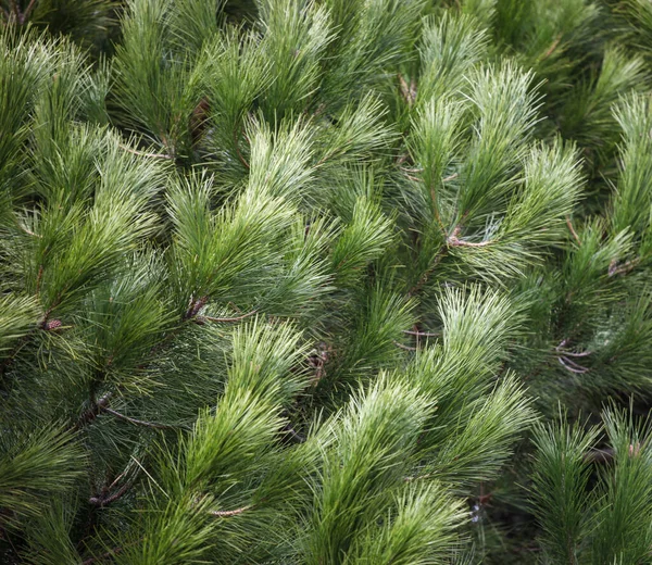 Close Van Heldergroene Dennenboomtakken — Stockfoto