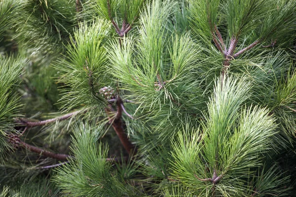 Detailní Záběr Jasně Zelené Borovicové Větve — Stock fotografie