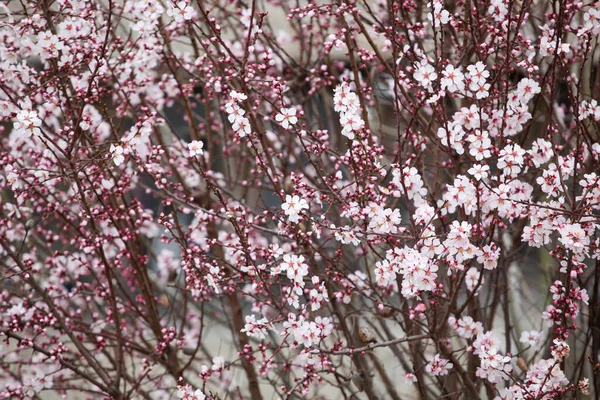 Kép Tavaszi Virágzás Háttér — Stock Fotó