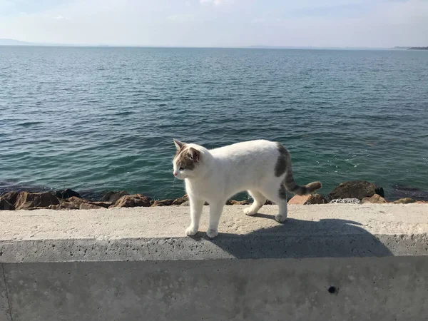 Deniz Kenarında Sevimli Bir Kedinin Fotoğrafı — Stok fotoğraf