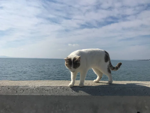 Egy Kép Egy Aranyos Macskáról Tenger Mellett — Stock Fotó