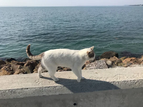 Μια Φωτογραφία Μιας Χαριτωμένης Γάτας Δίπλα Στη Θάλασσα — Φωτογραφία Αρχείου