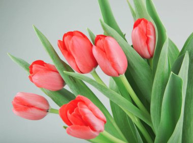 Beyaz Arkaplan Karşısında Kırmızı Lalelerin Yakın Çekimi.